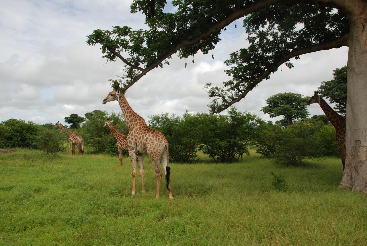 Safari Village Saly Exteriör bild